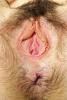*** Hairy Pussy ***
