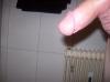 Penis