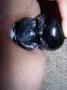 analplug im arsch
